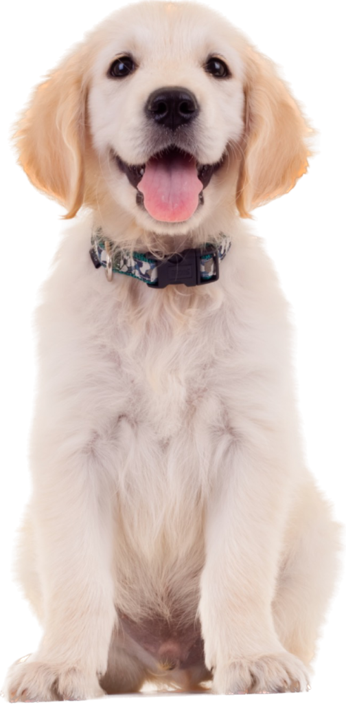 Smiling -Dog- Dog Grooming Services in Escondido, CA