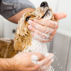 Dog getting a bath - Dog Grooming Services 