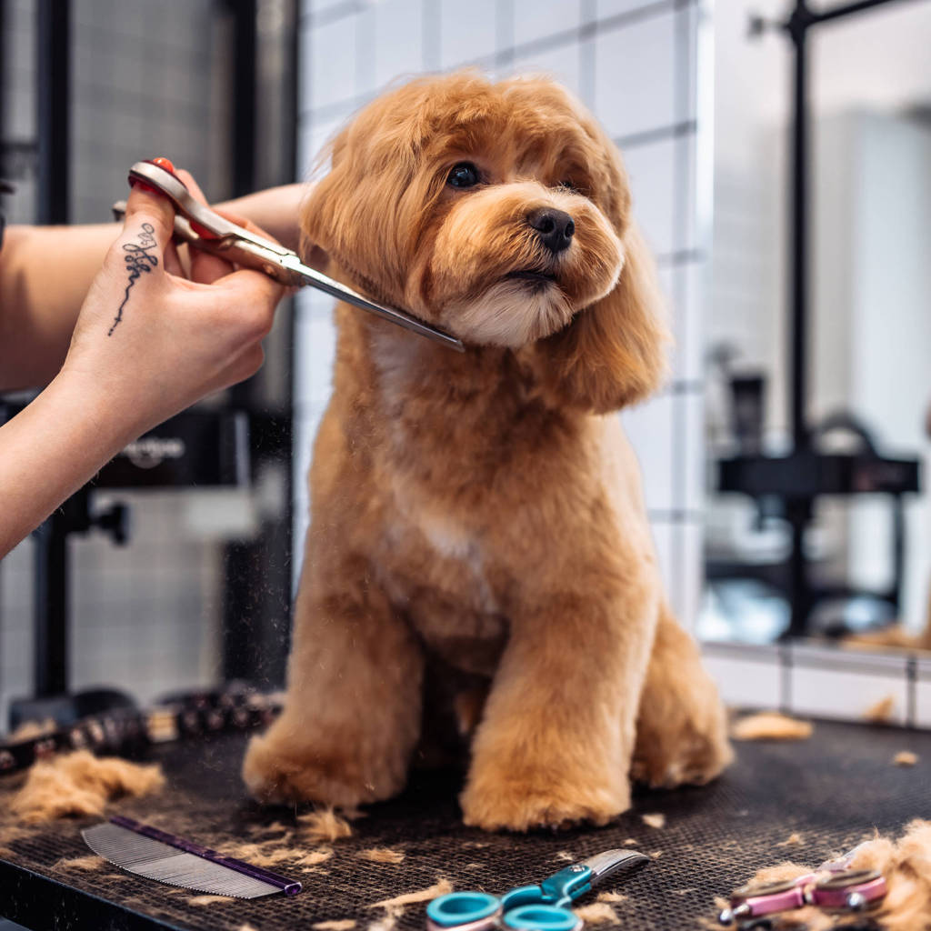 Dog getting a hair cut- Escondido Dog Grooming