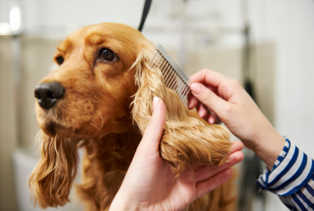 dog getting hair brushed- dog grooming Carmel Valley