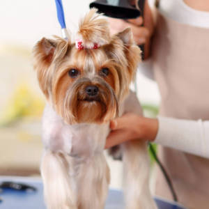 Dog drying hair - Dog Grooming Services 